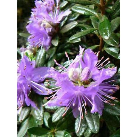 Rhododendron 'Gristede' Pot de 2L/3L (1/3)