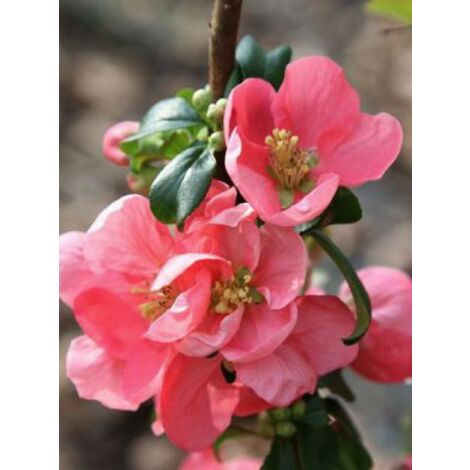 Cognassier du Japon 'Pink Lady' Pot de 2L/3L