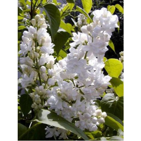 Lilas commun 'Mme Lemoine' Pot de 7,5L/10L (1/3)