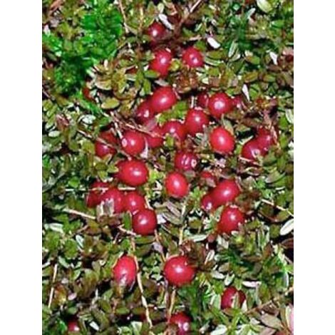 Canneberge, Airelle à gros fruits Pot de 1,5L/2L, Buisson