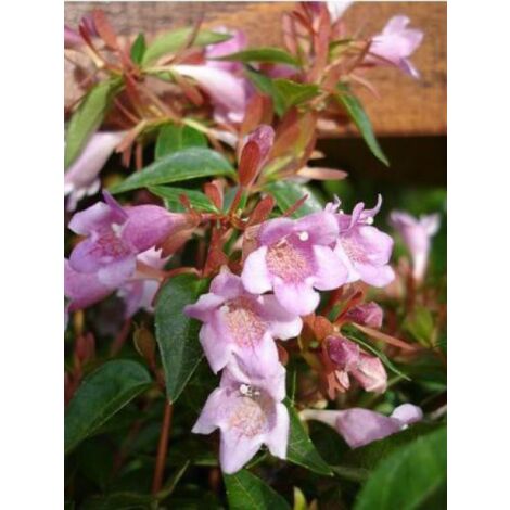 Abélia 'Edward Goucher' Pot de 1L/1,5L (1/3)