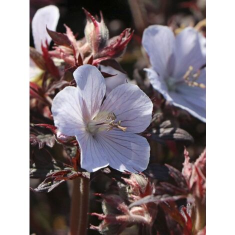 Géranium vivace des près 'Black'n white Army' Godet de 8/9 cm