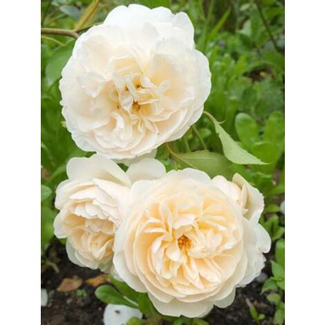 Rosier anglais 'Lichfield Angel' Pot de 4L/5L (1/4)