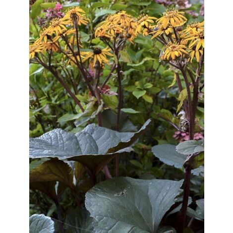 Ligulaire 'Pandora' Godet de 8/9 cm (1/5)