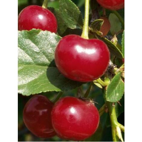 Cerisier 'Early Rivers' Pot de 7,5L/10L, Gobelet (1/2)