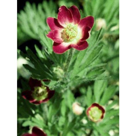 Anémone multifide 'Rubra' Pot de 2L/3L