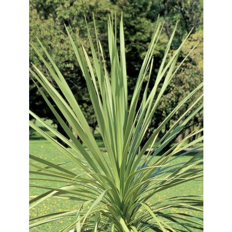 Cordyline indivisa Pot de 3L/4L