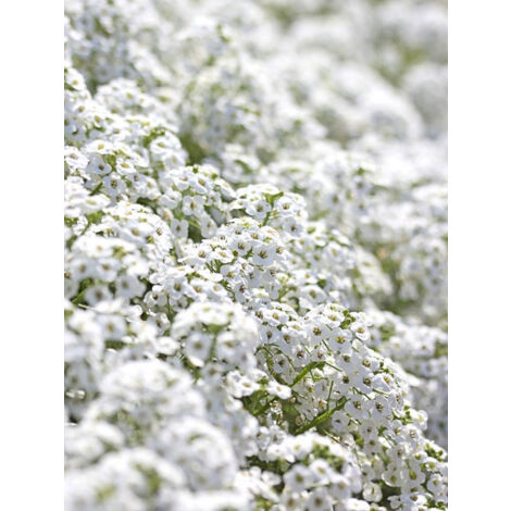 Alysse odorante 'Snowcloth' le sachet de 1050 graines (0,5g) (1/2)