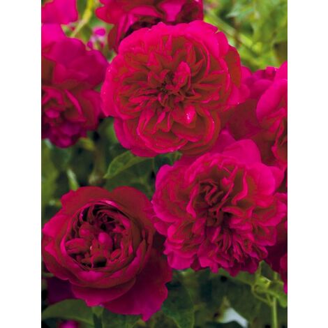 Rosier 'Thomas à Becket' Pot de 4L/5L (1/3)