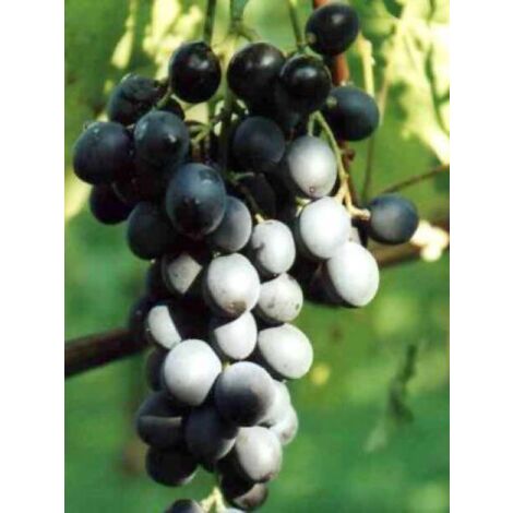 Vigne 'Muscat de Hambourg' Pot de 1,5L/2L