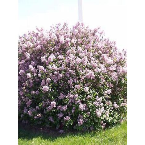 Lilas de Chine 'Palibin' Pot de 2L/3L (1/2)