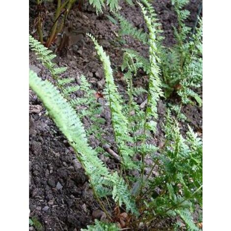 Fougère mâle 'Barnesii' Godet de 8/9 cm (1/3)