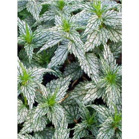 Ortie jaune 'Hermann's Pride' Godet de 8/9 cm (1/3)
