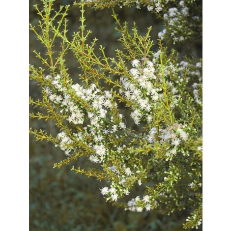 Olearia solandri 'Aurea' Pot de 2L/3L (1/4)