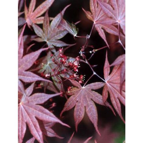 Érable du Japon 'Atropurpureum' Pot de 2L/3L
