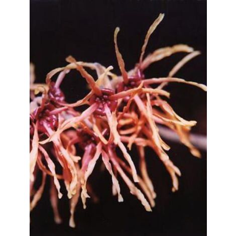 Noisetier de sorcière 'Feuerzauber' Pot de 4L/5L (1/3)