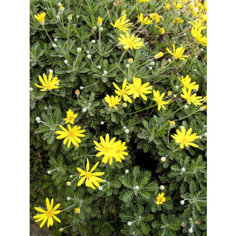 Marguerite des savanes Pot de 2L/3L