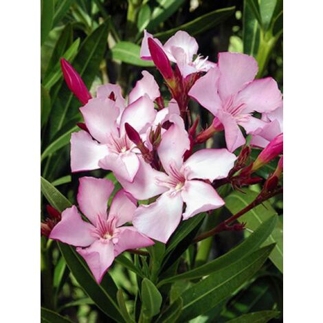 Laurier rose Pot de 2L/3L (1/5)