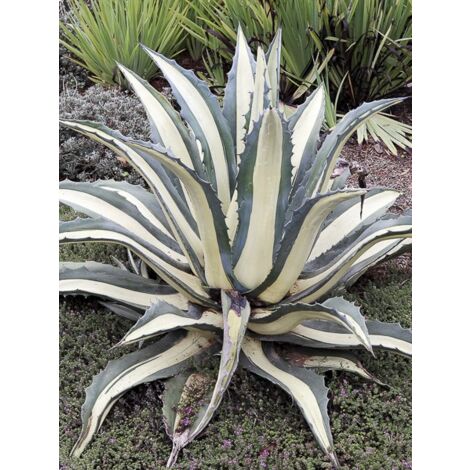 Agave 'Mediopicta Alba' Pot de 2L/3L