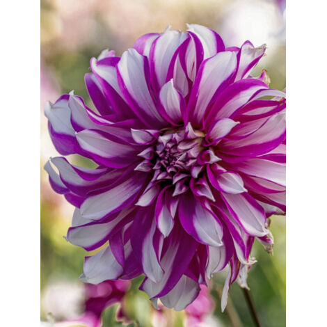 Dahlia décoratif 'Radegast' Bulbe calibre I (1/2)