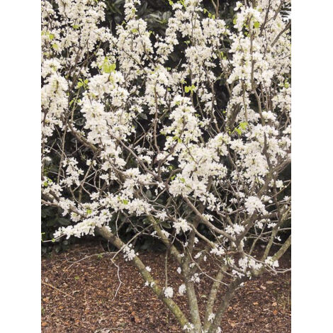 Gainier de Chine 'Shirobana' Pot de 2L/3L (1/4)