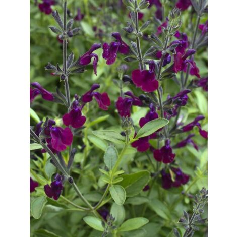 Sauge 'Nachtvlinder Papillon de Nuit' Godet de 8/9 cm (1/3)