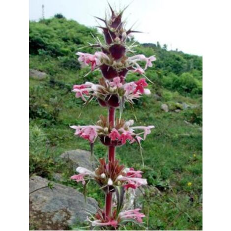 Morina longifolia Godet de 8/9 cm