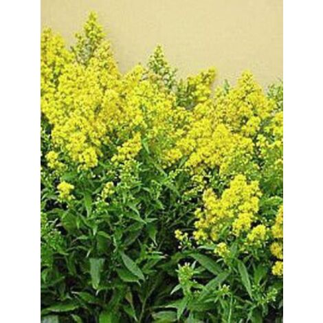 Verge d'or 'Ducky' Godet de 8/9 cm