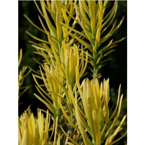 Cephalotaxus harringtonia 'Korean Gold' Pot de 2L/3L