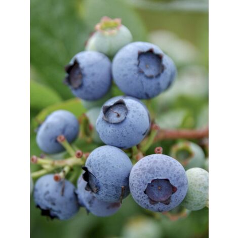 Myrtille d'Amérique 'Blue Gold' Pot de 1,5L/2L, Buisson