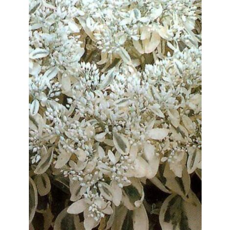 Orpin 'Frosty Morn' Godet de 8/9 cm