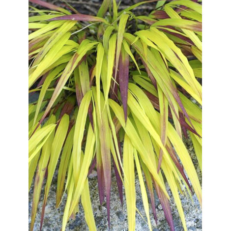 Herbe du Japon 'Sunflare' Pot de 1L/1,5L (1/2)