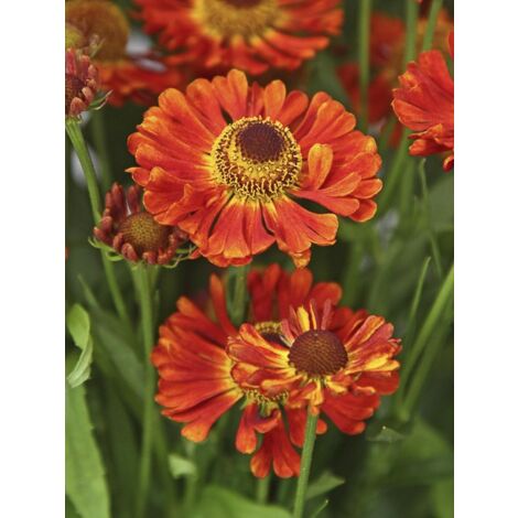 Hélénie 'Ranchera' Godet de 8/9 cm (1/3)