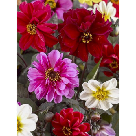 Dahlia variabilis 'Redskin' Sachet de 0.5g (1/2)