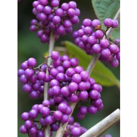 Arbuste aux bonbons 'Profusion' Pot de 7,5L/10L (1/3)