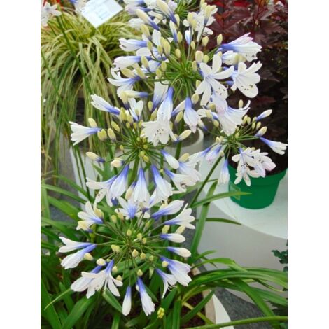 Agapanthe 'Twister' Pot de 1,5L/2L