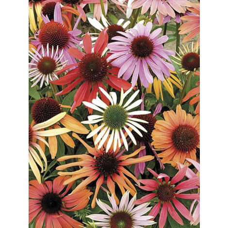 Rudbeckia 'Magic Box' le sachet de 20 graines (1/2)