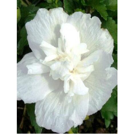 Mauve en arbre 'White Chiffon' Pot de 2L/3L (1/3)