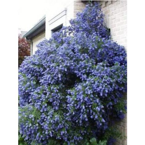 Céanothe, Lilas de Californie 'Concha' Pot de 2L/3L (1/4)