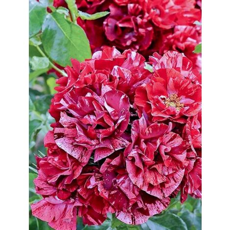Rosier à fleurs groupées 'La Reine de la Nuit ' Pot de 3L/4L