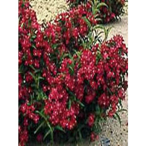 Weigelia  'Nain Rouge'® Pot de 3L/4L (1/2)