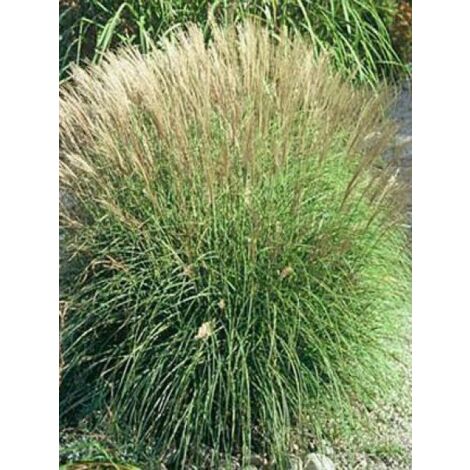 Eulalie, Roseau de Chine 'Adagio' Pot de 2L/3L
