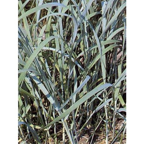 Blé d'azur Godet de 8/9 cm (1/4)