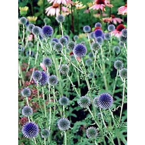 Boule azurée 'Taplow Blue' Godet de 8/9 cm (1/3)