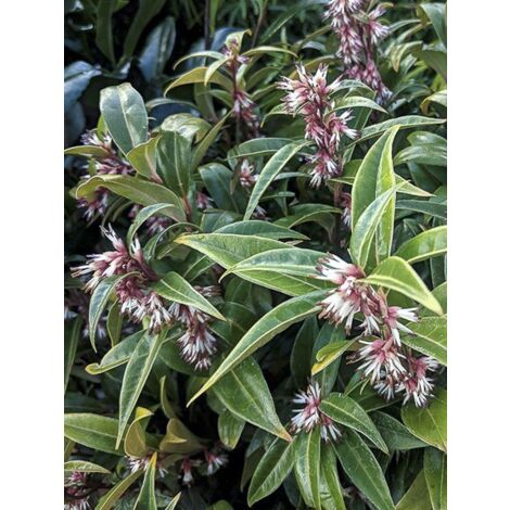 Sarcococca 'Winter Gem' Pot de 2L/3L