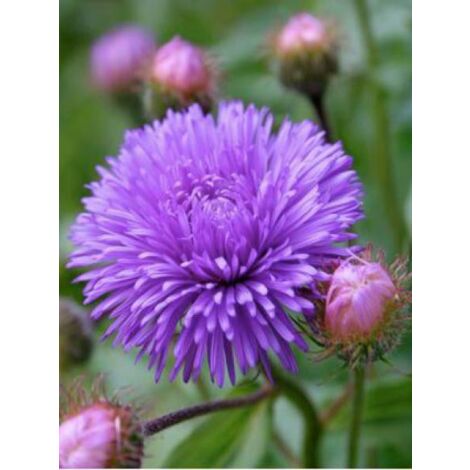 Vergerette 'Azure Beauty' Godet de 8/9 cm (1/4)