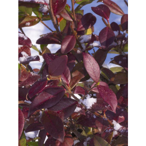 Jasmin étoilé 'Winter Ruby 'Trared'' Pot de 2L/3L (1/2)