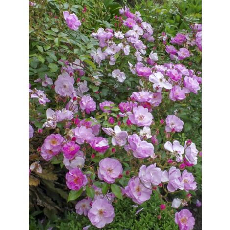 Rosier couvre-sol 'Louis Blériot ' Pot de 4L/5L