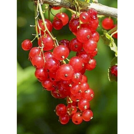 Groseillier 'Versaillaise Rouge' Pot de 1,5L/2L