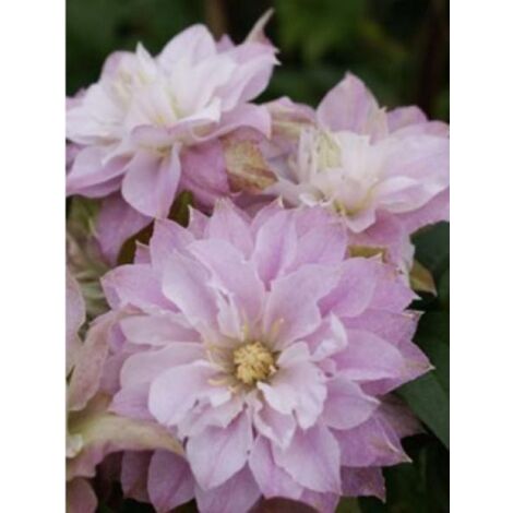 Clématite 'Dancing Smile®' Pot de 2L/3L